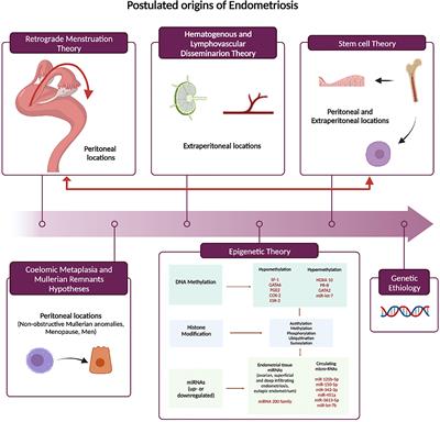 Frontiers | Endometriosis-associated infertility: From pathophysiology ...