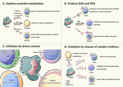 Polyamines from myeloid-derived suppressor cells promote Th17 polarization  and disease progression: Molecular Therapy