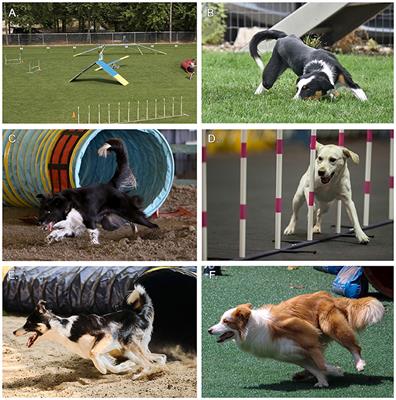 Best American Shepherd Mix Dog Training, Santa Maria