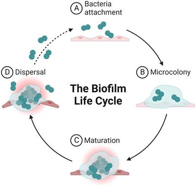 Nanoparticles for Oral Biofilm Treatments