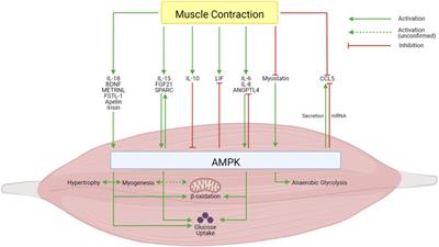 Frontiers  Neuromuscular Electrical Stimulation: A New Therapeutic Option  for Chronic Diseases Based on Contraction-Induced Myokine Secretion