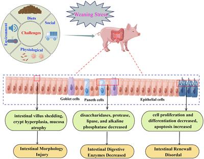 Frontiers  Importance of Zinc Nanoparticles for the Intestinal Microbiome  of Weaned Piglets