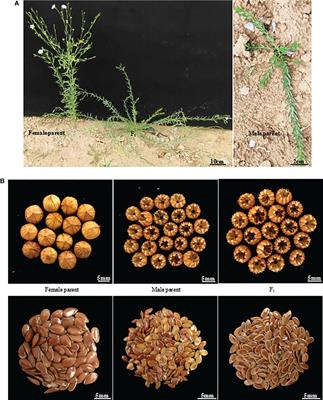 Morphological characteristics of linseed genotypes (A) Growth Habit