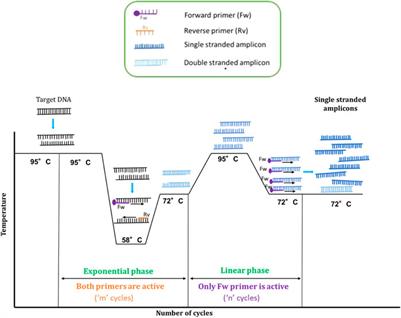 Pcr Diagram
