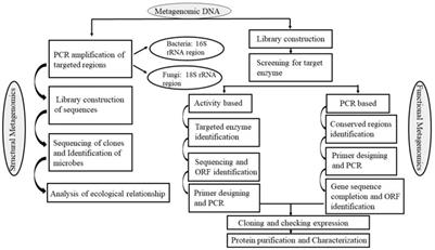 Frontiers  Decoding the microbial universe with metagenomics: a brief  insight