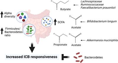 Frontiers | Foods may modify responsiveness to cancer immune checkpoint  blockers by altering both the gut microbiota and activation of estrogen  receptors in immune cells