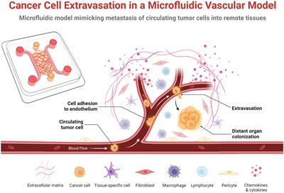 Frontiers | Microfluidic vascular models of tumor cell extravasation