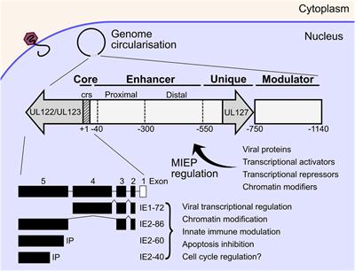 Interaction of HCMV capsid proteins SCP and MCP with the core NEC