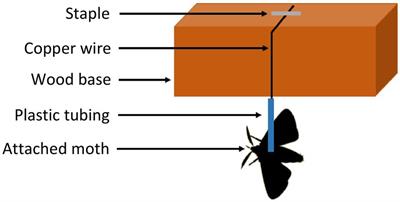No Survivor Indian Meal Moth Pheromone Trap (1 Trap + 1 Pheromone Lure)