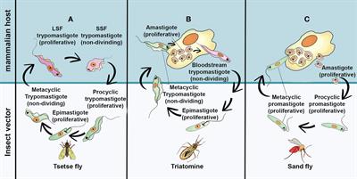 An Updated View of the Trypanosoma cruzi Life Cycle: Intervention Points  for an Effective Treatment