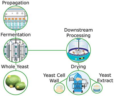 Yeast derivatives as a source of bioactive components in animal nutrition: A brief review
