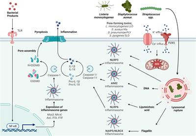 Frontiers  Selective Host Cell Death by Staphylococcus aureus: A Strategy  for Bacterial Persistence