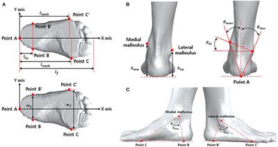 PDF] Assessment of Effective Ankle Joint Positioning in Strength