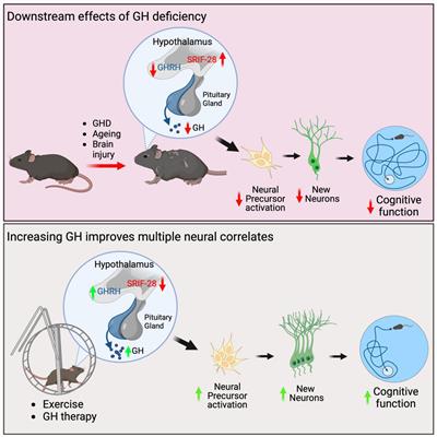 The effect of chronic lithium treatment on hippocampal progenitor cells:  Transcriptomic analysis and systems pharmacology - Jahandideh - 2023 -  Brain and Behavior - Wiley Online Library