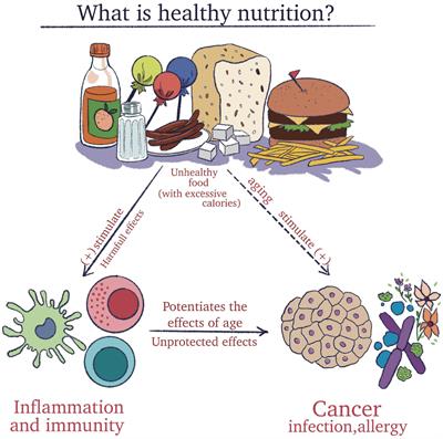 Discover Powerful Healing Foods to Boost Your Immune System Fast