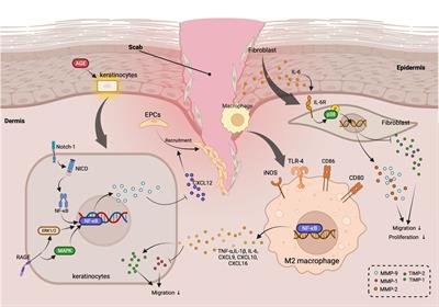 Frontiers  Exploring the contribution of pro-inflammatory cytokines to  impaired wound healing in diabetes