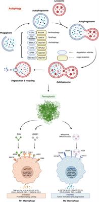 Frontiers | Autophagy-dependent ferroptosis as a potential treatment ...