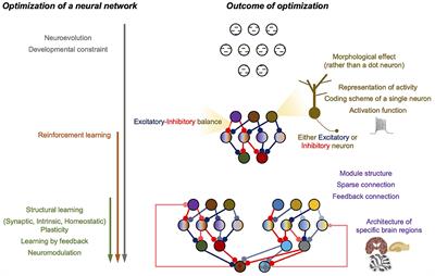 Selective Brain Distribution and Distinctive Synaptic Architecture