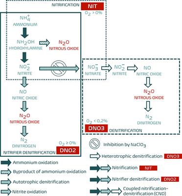 Four pathways of N2O production considered in this model