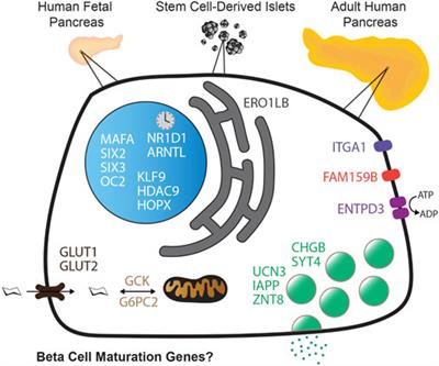 Frontiers  Validating expression of beta cell maturation-associated genes  in human pancreas development