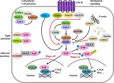 Frontiers | The role of Hippo pathway in ferroptosis