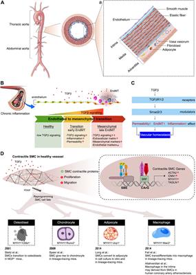 Relative Uptake, Metabolism, and β-Receptor Binding of (1R,2S)-4