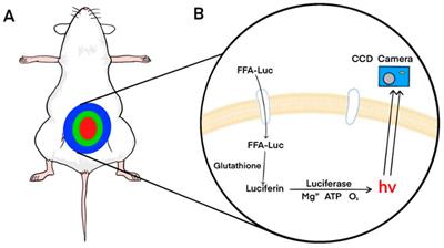 Frontiers | Application and trend of bioluminescence imaging in metabolic syndrome research Frontiers | Application and trend of bioluminescence imaging in metabolic syndrome research