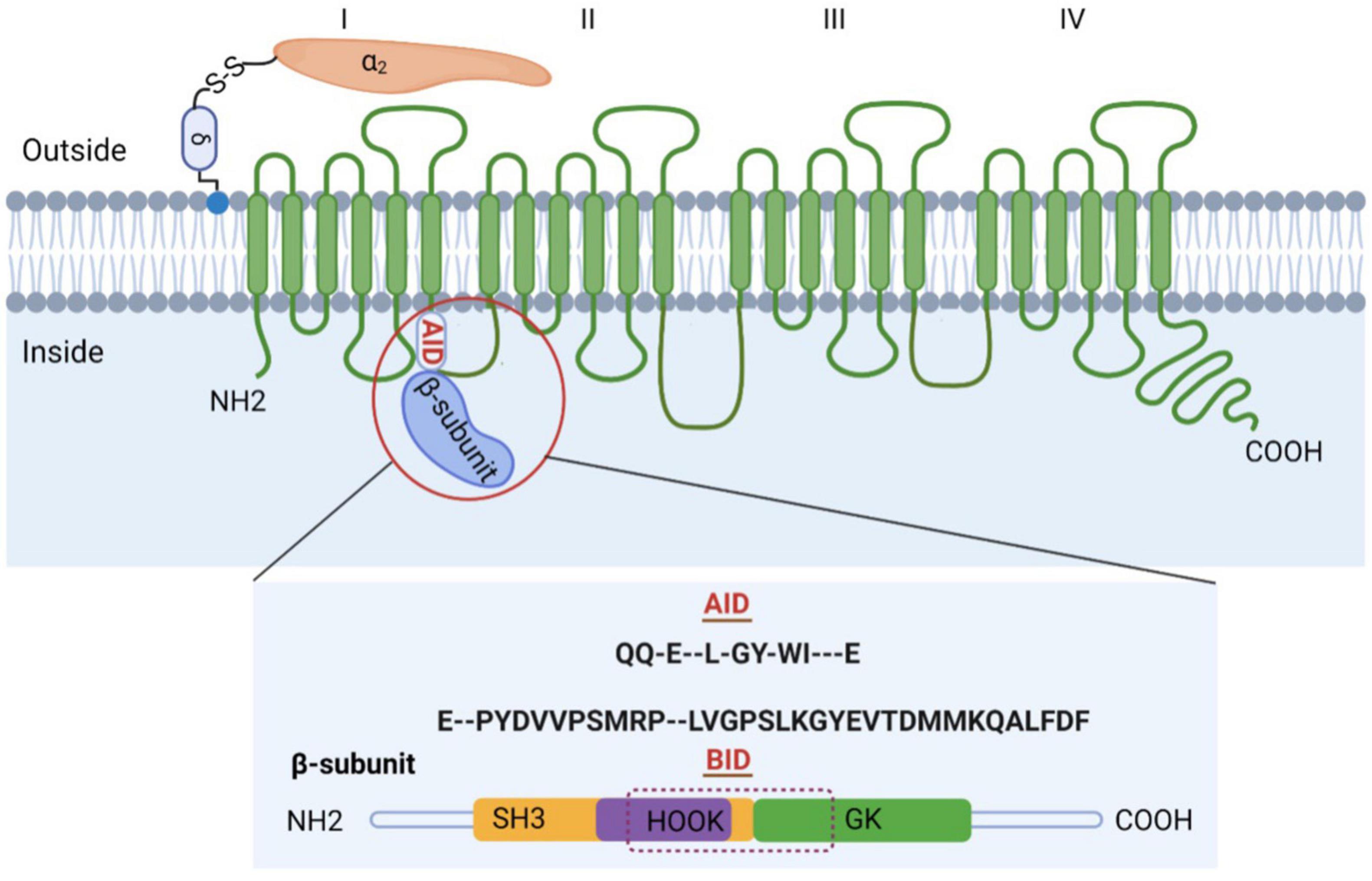 Frontiers  β subunits of voltage-gated calcium channels in cardiovascular  diseases