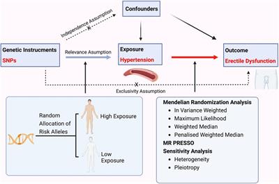 Low Blood Pressure And Impotence: Managing Risks