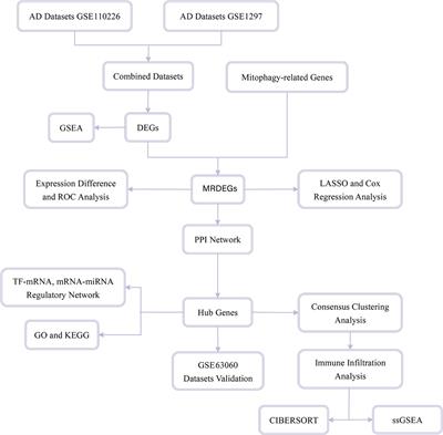 Frontiers | Six mitophagy-related hub genes as peripheral blood ...