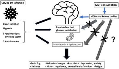 Frontiers  Cognitive impairment after long COVID-19: current evidence and  perspectives