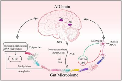 Frontiers  Epigenetics in Alzheimer's Disease