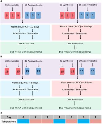 Frontiers  Rhodobacteraceae dominate the core microbiome of the