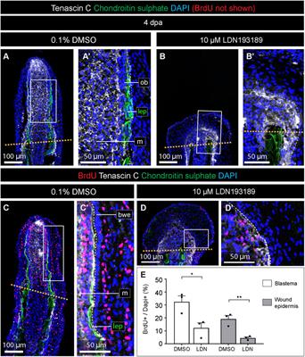 Recent advancements in understanding fin regeneration in zebrafish - Sehring - 2020 - WIREs Developmental Biology - Wiley Online Library