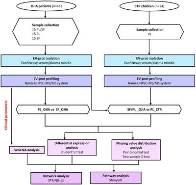 Frontiers | Proteomic profiling of extracellular vesicles in synovial ...