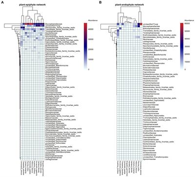 Phylogenetic diversity and the structure of host-epiphyte interactions