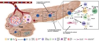 Frontiers | Pancreatic cancer: Emerging field of regulatory B-cell ...