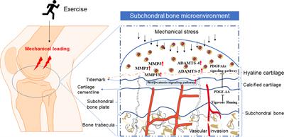 PDF) Excessive mechanical loading promotes osteoarthritis through