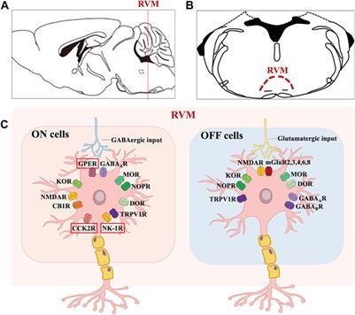 Frontiers Bulbospinal nociceptive ON and OFF cells related neural Frontiers Bulbospinal nociceptive ON and OFF cells related neural