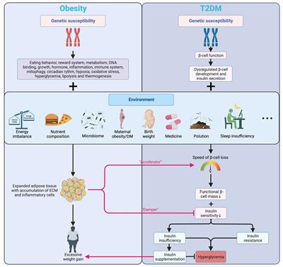 Genes may explain why some people with abdominal obesity do not develop  diabetes