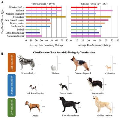 Frontiers | Pain sensitivity differs between dog breeds but not in the way  veterinarians believe