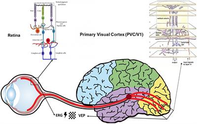Secondary Visual Cortex