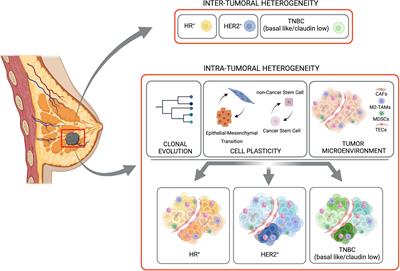 Studying Adipose Tissue in the Breast Tumor Microenvironment In Vitro:  Progress and Opportunities