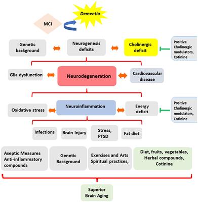 Personalized genetics of the cholinergic blockade of neuroinflammation -  Simchovitz - 2017 - Journal of Neurochemistry - Wiley Online Library