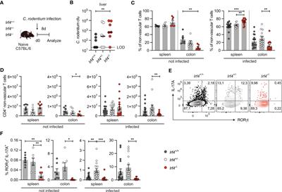 Frontiers | IRF4 is required for migration of CD4+ T cells to the intestine but not for Th2 and Th17 cell maintenance