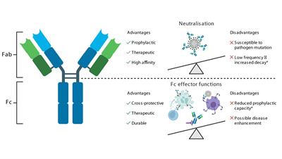 Frontiers  Unraveling cross-reactivity of anti-glycan IgG