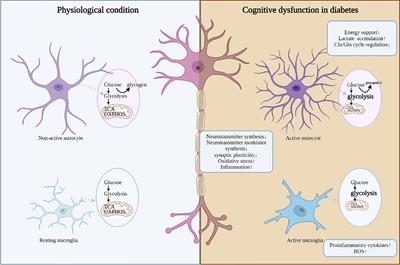Frontiers | Cognitive dysfunction in diabetes: abnormal glucose metabolic regulation in the brain