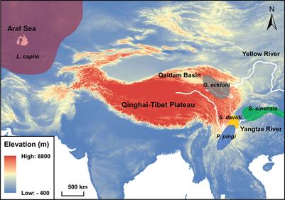 Ground tit genome reveals avian adaptation to living at high altitudes in  the Tibetan plateau
