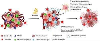Frontiers | B7-H3-targeted CAR T cell activity is enhanced by ...