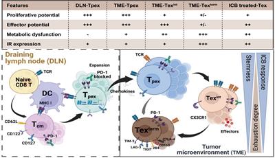 Frontiers  Hierarchical transcriptional network governing heterogeneous T  cell exhaustion and its implications for immune checkpoint blockade